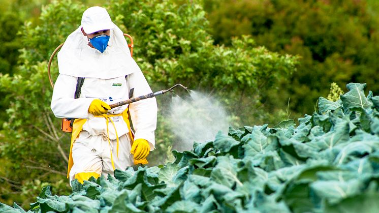 Farmer using a manual pesticide sprayer on a cabbage field in Sao Paulo state, Brazil