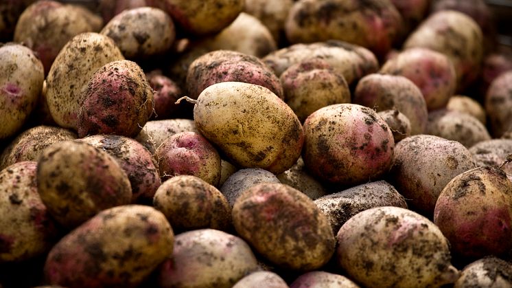 Totalskörden av matpotatis i år ökade med fyra procent jämfört med 2023. Foto: Mostphotos  