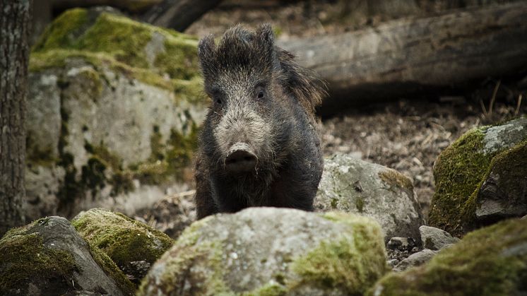 Nu lanserar Svenska Jägareförbundet en utbildning för som ger rätt kompetens till jägare som vill sälja vildsvinskött småskaligt. Foto: Madeleine Lewander