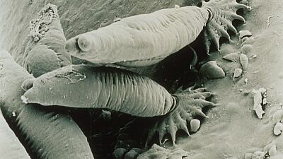 Foto på gyrodactylus-salaris (Laxdjävul) Foto: Tor Atle Mo