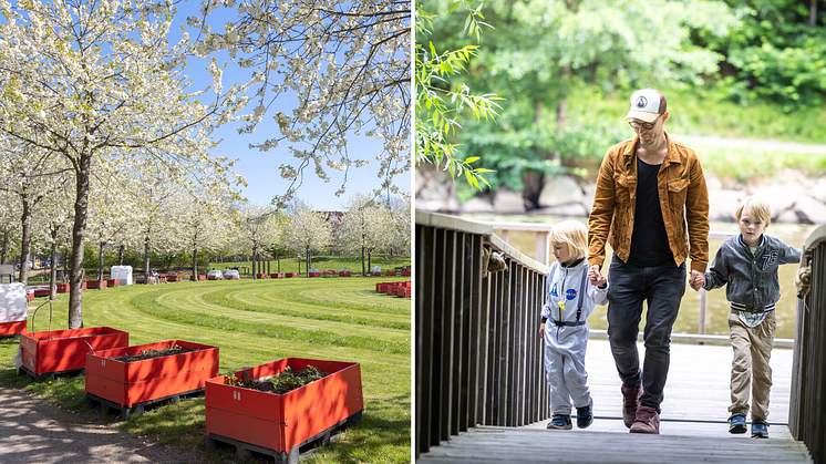 Till vänster odlingslådor i Tegelbruksparken. Till höger brygga vid Pyttornas trädgård som också ska få odlingslådor.