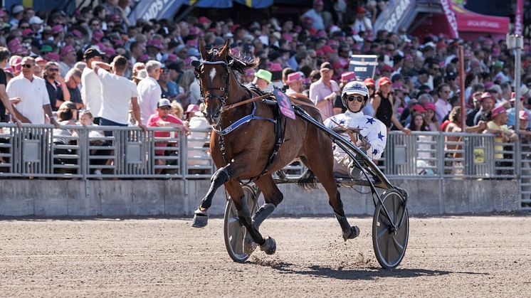 ﻿﻿Go On Boy är den första hästen att bli klar för sista söndagen i maj. Foto:TR Bild