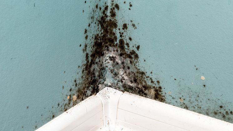 black-mould-on-wall-closeup-2023-11-27-05-03-28-utc.jpg