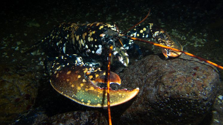 Calicohummer går i plattfisken 2 © Martin Stjernstedt Havets Hus.jpg