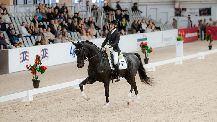 Ebba Winde-Björk och Lyckans Lautarez slog till med seger i både dagens final och ﻿gårdagens kval.  Till sommaren väntar 6-års klasser i  Falsterbo.