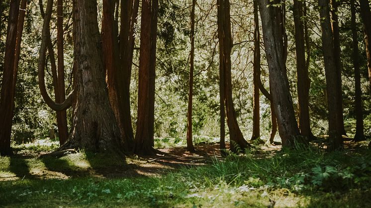Ett stilla rum, under Cypressernas trädkronor i Barockträdgården.