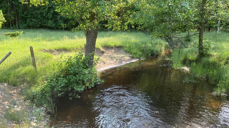 Somrig strandkant inbäddad i lummig grönska, vid ett litet vattendrag.