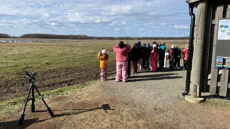 Genom projektet NaturligtVis får elever på Fröknegårdskolan och Lingenässkolan uppleva tranorna vid Pulken. 