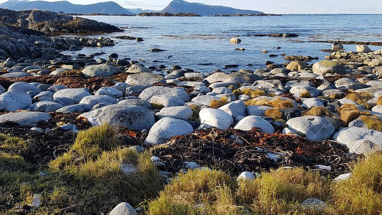 Foto: Trude Borch/Akvaplan-niva