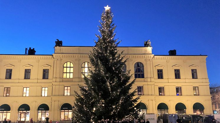 Ståtliga granar sökes till Karlstads olika torg 