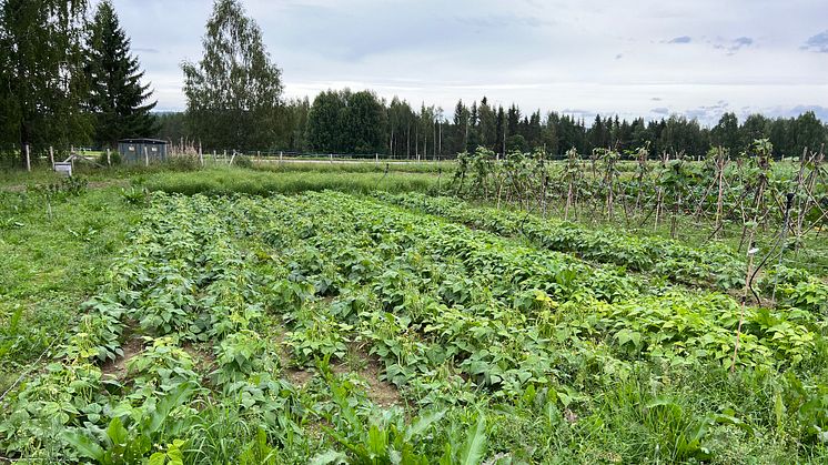 Nu skördas grödorna i projekt 2000 m2