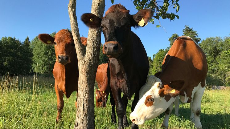 Researchers at Uppsala University have developed a gel inspired by cow slime for patients suffering from disc herniation.