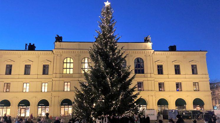 Gran från tidigare år på Stora torget. 