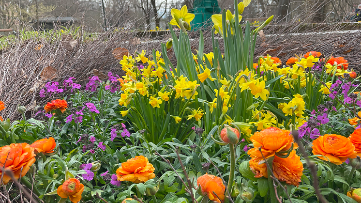 Vår- och påskblommor i Stadsträdgården