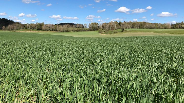 LRF Hallands regionstämma 2025 – Välkommen att bevaka årets viktigaste möte för lantbruket!