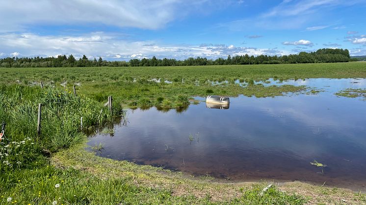 Lantbrukare drabbas av högre vattennivåer i Vänern