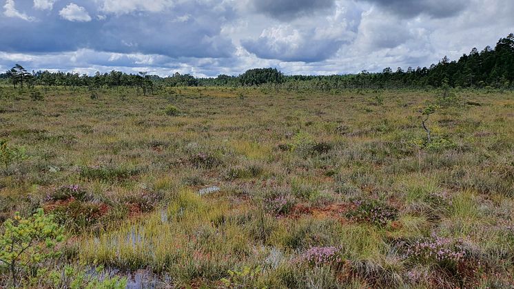 Nu sätter vi stopp för igenväxning och återskapar hela 150 hektar våtmark på mossen. Foto: Stefan Husar, Länsstyrelsen.