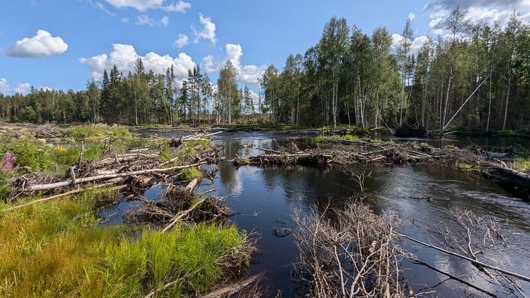 Restaureringen av denna del av Vargån inspirerades av försök i andra länder, vilket resulterade i en dramatisk ökning av mångfalden av livsmiljöer. Foto: Richard Mason