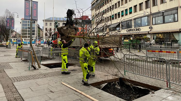 Genom ett pilotprojekt får Östra Larmgatan i dagarna fem nya lövträd. Foto: Göteborgs Stad