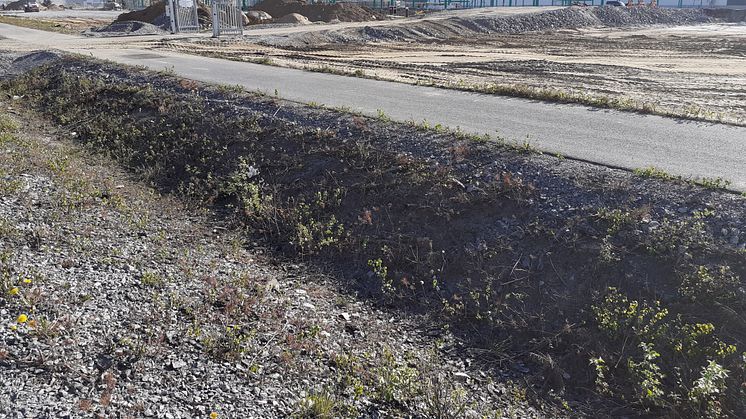 Blivande lager för Orklas Göteborgskex