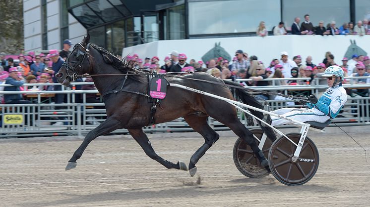 Don Fanucci Zet är den tionde hästen som är klar till årets upplaga av Elitloppet. Foto: TR Bild
