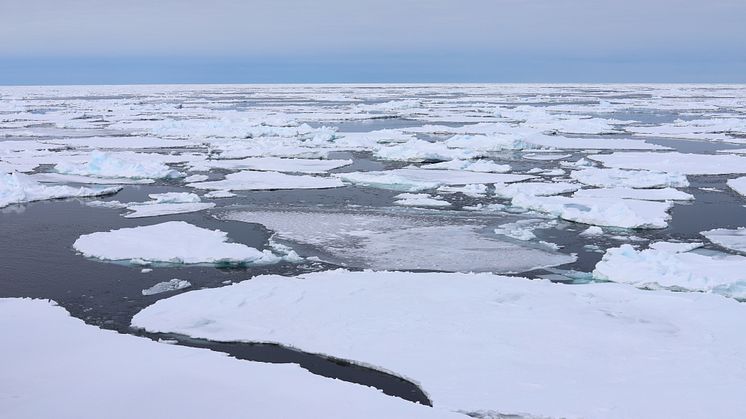 Thin ice, little overlying snow, and open spaces between floes permit ample sunlight to drive strong under-ice phytoplankton blooms (Photo: Frida Cnossen/Akvaplan-niva).