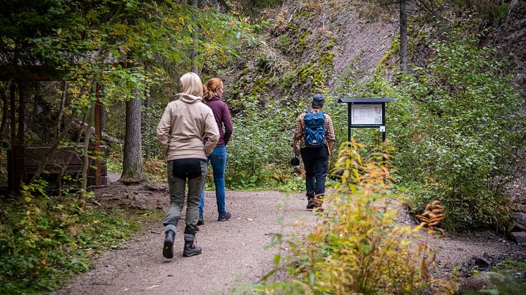 Guidade naturupplevelser är en av många populära bokningsbara aktiviteter i Dalarna. Foto: Anna Holm, Visit Dalarna.
