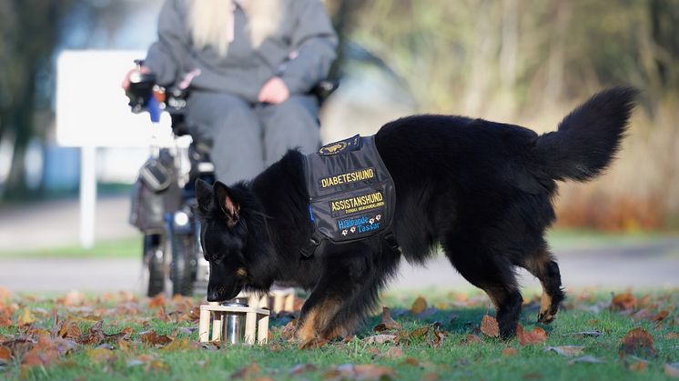Femårige certifierade diabeteshunden Gino är Årets Tjänstehund 2024. Foto: Hanna Nilsson.