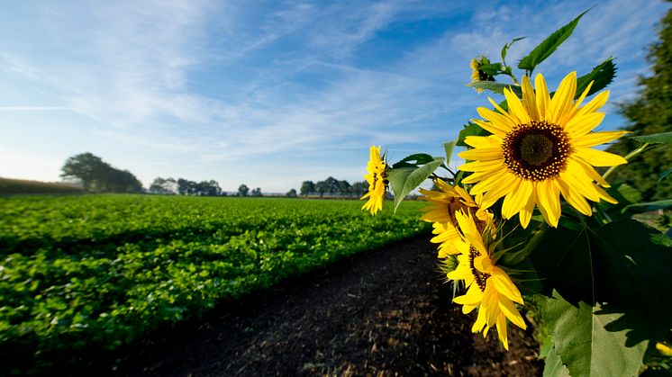 Sonnenblumen und Felder im Oldenburger Münsterland