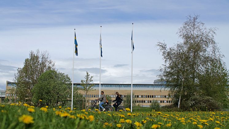 Ansökningar till sommarkurserna vid Umeå universitets ökar med hela 39 procent jämfört med förra året.