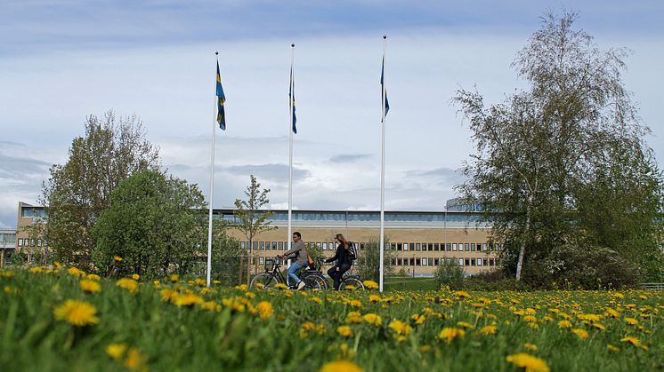 Ansökningar till sommarkurserna vid Umeå universitets ökar med hela 39 procent jämfört med förra året.