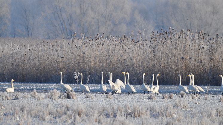 Sie "singen" wieder im Nationalpark Unteres Odertal: Die Singschwäne fühlen sich dort wohl in der Uckermark. Foto: Milena Kreiling. 