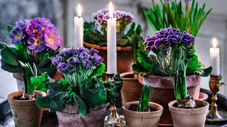 Primula - en favorit på fönsterbrädan tidig vår. Foto: Blomsterfrämjandet/Åsa Myrberg