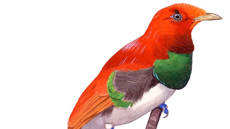 Cicinnurus regius x magnificus.tif
