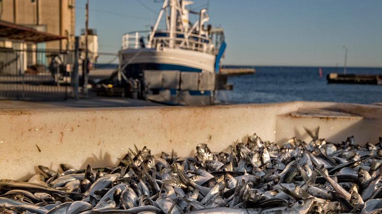 Sillen som räddar havet – gör rätt val till Jul 