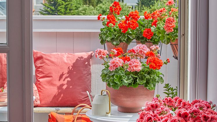 Pelargonen är en torktålig favorit och det finns ett stort urval av svenskodlade sorter. Foto: Pelargonium for Europe