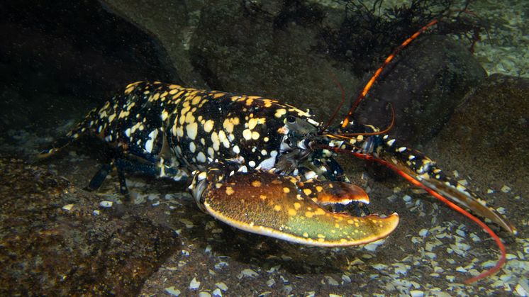 Calicohummer går i plattfisken 5 © Martin Stjernstedt Havets Hus.jpg