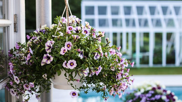 Petunia med sitt hängande växtsätt gör sig mycket bra i amplar. Foto: Blomsterfrämjandet/Hanna Wendelbo