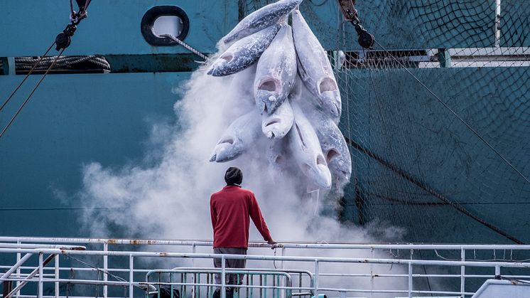 Kylfartyg spelar en viktig roll i fisk- och skaldjursindustrin. Foto: Tommy Trenchard, Greenpeace