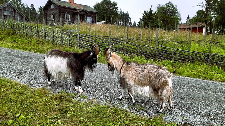 Två getter vid Grejsans fäbod som ligger i Enviken, Falu kommun. Foto: Sarah Lagerberg