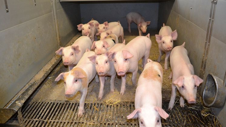 Jordbruksverket har utvärderat hur smågrisarnas välfärd och företagens lönsamhet har påverkats hos de grisuppfödare som tillämpat tidigare avvänjning. Foto: Jordbruksverket