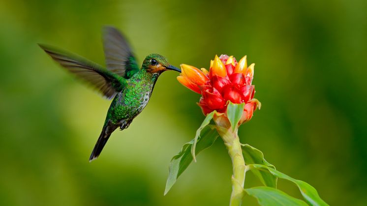 shutterstock_362337320.jpg