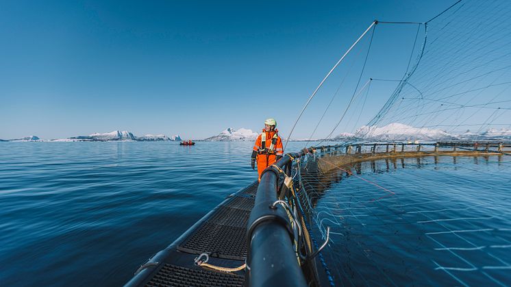 In the report we describe our preventive approach as vaccination, screening and monitoring in each of the operating regions, Norway, Chile and Canada. (photo: Karoline Pettersen)