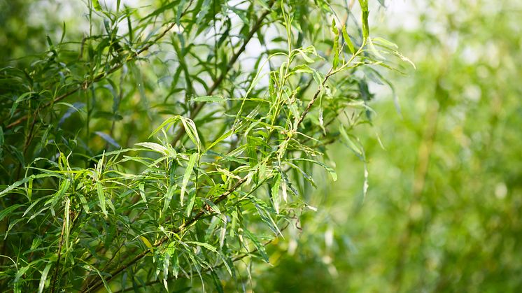 Med en bränslemarknad där priserna har stigit senaste åren vill Solör Bioenergi bidra till att väcka liv i salix-branschen.