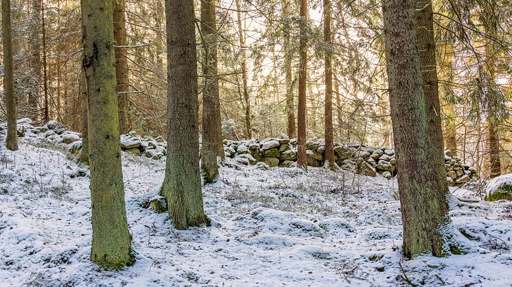  Licensjakten efter varg har avlysts i Värmland