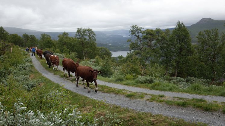 TINE og Innlandet inngår unik avtale om å styrke matberedskapen