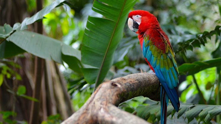 Ahead of COP16, new research analyses global progress to halt and reverse nature loss