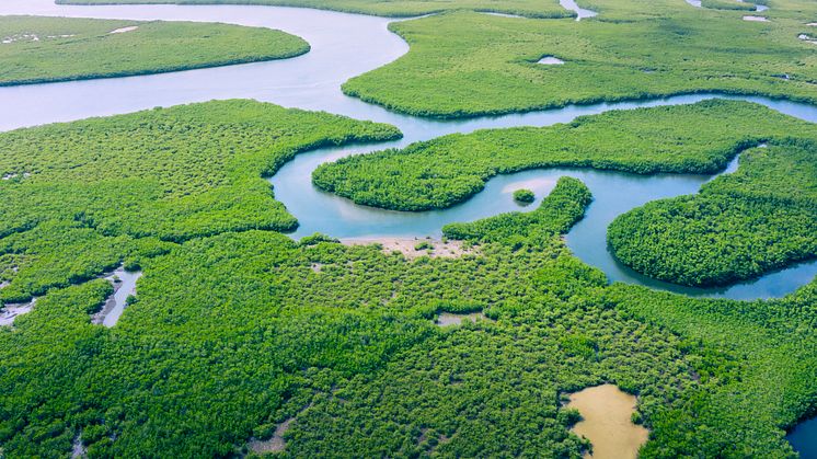 Ny rapport: 144 börsbolag hotas av dryga böter när EU's nya avskogningsförordning implementeras