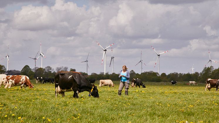 Arla Betrieb mit Weidegang in Schleswig Holstein.jpg
