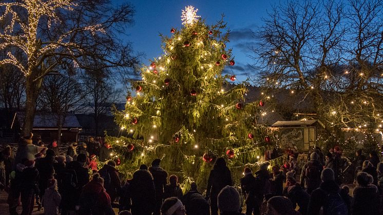 Den 30 november slår Skånes Djurpark upp portarna till årets julfirande, “Djurens Jul”, som har blivit en årlig jultradition för många. Ett stämningsfullt julfirande där familjer och vänner umgås tillsammans. 